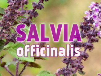 Шалфей лекарственный (Salvia officinalis L.): описание, свойства и противопоказания